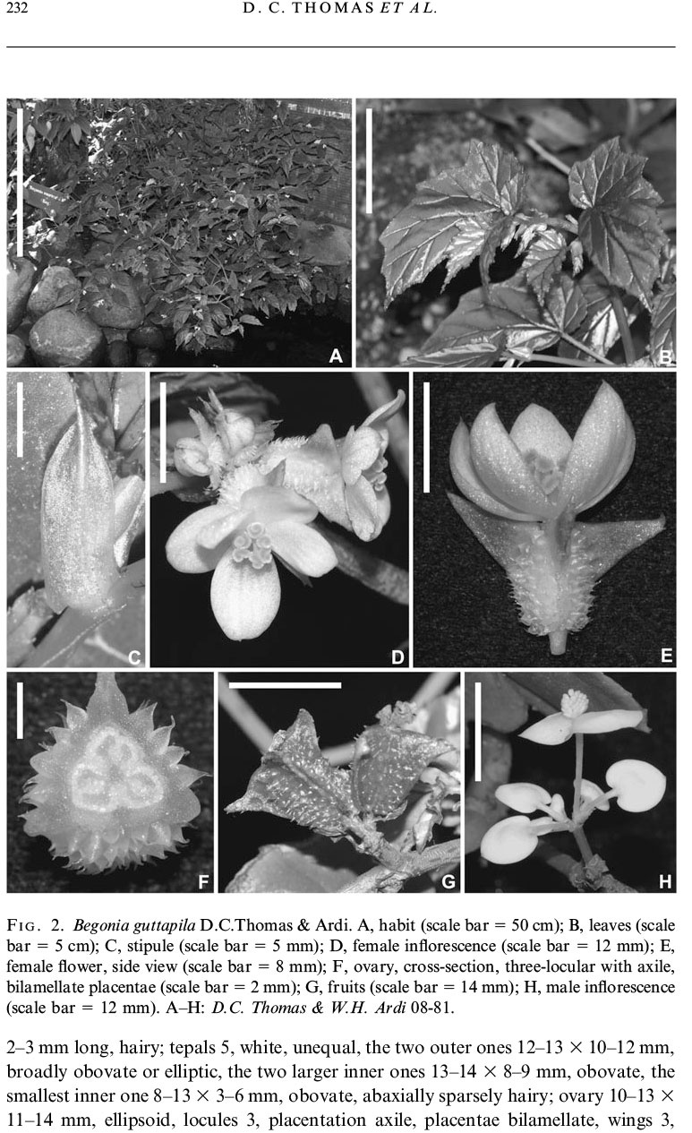 B. guttapila